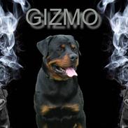 Rottweiler Vom Hause Luna's Gizmo