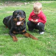 Rottweiler Vom Hause Luna's Gizmo