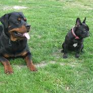 Rottweiler Vom Hause Luna's Gizmo