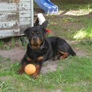 Rottweiler Vom Hause Luna's Gizmo