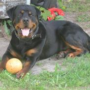 Rottweiler Vom Hause Luna's Gizmo