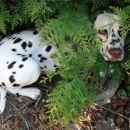 Dalmatiner Petershaves Loving Luke