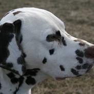 Dalmatiner Petershaves Loving Luke