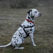 Dalmatiner Petershaves Loving Luke