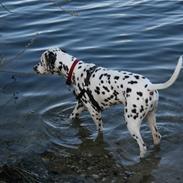 Dalmatiner Petershaves Loving Luke