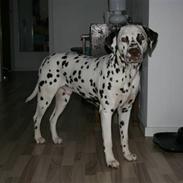 Dalmatiner Petershaves Loving Luke