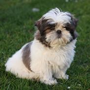 Shih tzu Emma