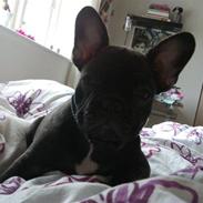 Fransk bulldog Belli