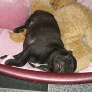 Fransk bulldog Belli