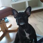 Fransk bulldog Belli