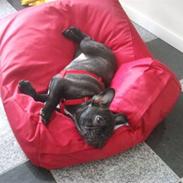 Fransk bulldog Belli