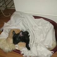 Fransk bulldog Belli