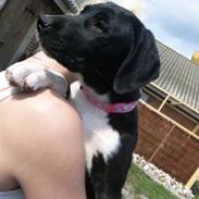 Blanding af racer Amy