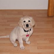 Golden retriever Malou