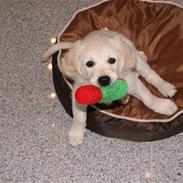 Golden retriever Malou