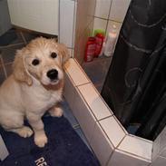 Golden retriever Malou