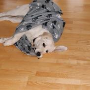 Golden retriever Malou