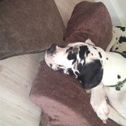 Grand danois Julie (coco) R.I.P.