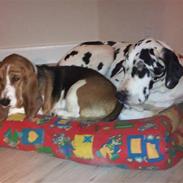 Grand danois Julie (coco) R.I.P.