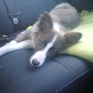 Blanding af racer Laika