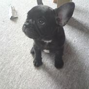 Fransk bulldog Zafir