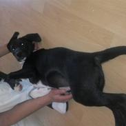 Blanding af racer Amy