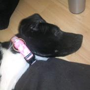 Blanding af racer Amy