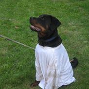 Rottweiler Vom Hause Luna´s Gonzzo