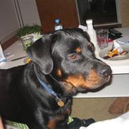 Rottweiler Vom Hause Luna´s Gonzzo