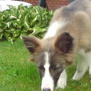 Blanding af racer Laika