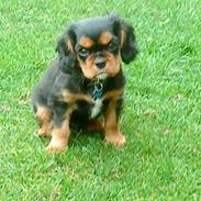 Cavalier king charles spaniel Nicki