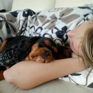 Cavalier king charles spaniel Nicki