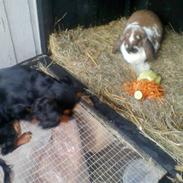 Cavalier king charles spaniel Nicki