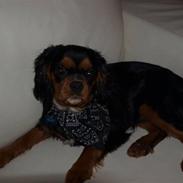 Cavalier king charles spaniel Nicki
