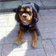 Cavalier king charles spaniel Nicki