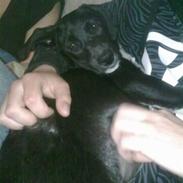 Blanding af racer Amy