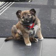 Islandsk fårehund Ronja