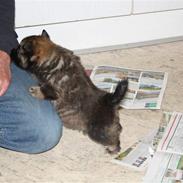 Islandsk fårehund Ronja