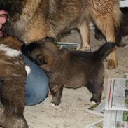 Islandsk fårehund Ronja