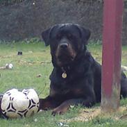 Rottweiler Vom Hause Luna´s Gonzzo