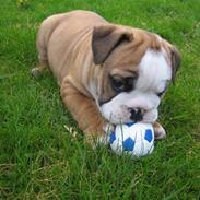 Engelsk bulldog Søren Brun