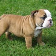 Engelsk bulldog Søren Brun