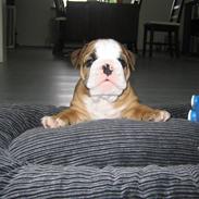 Engelsk bulldog Søren Brun