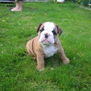 Engelsk bulldog Søren Brun