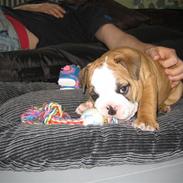 Engelsk bulldog Søren Brun