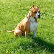 Amerikansk staffordshire terrier MADI Remi-Luka *Jasmin* ( solgt)