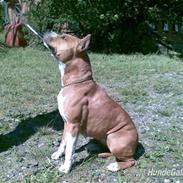 Amerikansk staffordshire terrier MADI Remi-Luka *Jasmin* ( solgt)