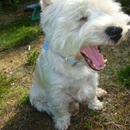 West highland white terrier Sascha