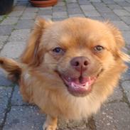 Blanding af racer King