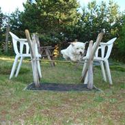 West highland white terrier Sascha